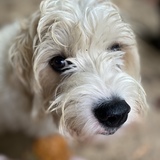 Entry image for Piper