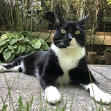 Entry image for Oreo