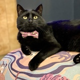 Entry image for Sir Percy