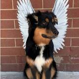 Entry image for Oakley