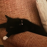 Entry image for Winston 