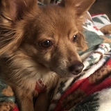 Entry image for Scrappy