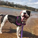 Entry image for Roxanne