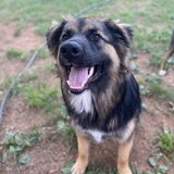 Entry image for Bellamy