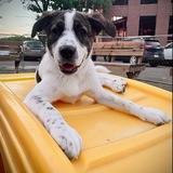 Entry image for Mazikeen