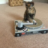 Entry image for Torti 