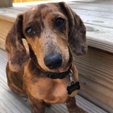 Entry image for Bean