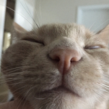 Entry image for Olsen 