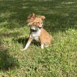 Entry image for Lain