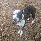 Entry image for Gypsy