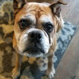 Entry image for Elmer