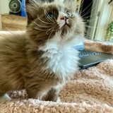 Entry image for Matcha Latte