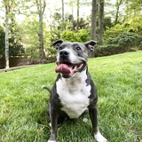 Entry image for Lola