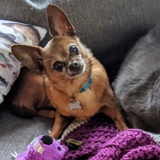 Entry image for Bert