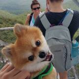 Entry image for Harrison (George Harrison)