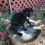 Entry image for Havarti