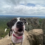 Entry image for Piper