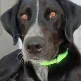 Entry image for Ollie