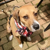 Entry image for Lilly