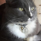 Entry image for George Romero