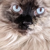 Entry image for Layla