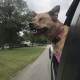 Entry image for Maple