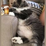 Entry image for Gracie 