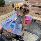 Entry image for Paisley