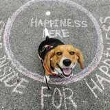 Entry image for Rocky