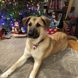 Entry image for Bria