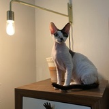 Entry image for Tenten