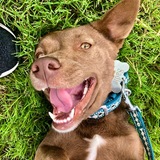 Entry image for Sadie