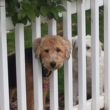 Entry image for Abby