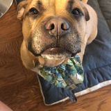 Entry image for Boomer 