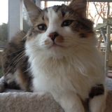 Entry image for Bugsy