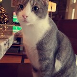 Entry image for FINNICK