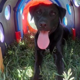 Entry image for Apollo