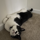 Entry image for Mr. Leo