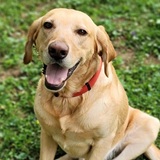 Entry image for Baloo