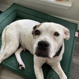 Entry image for Dixie 