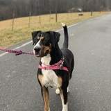 Entry image for Lola