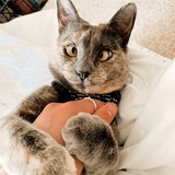 Entry image for Tonks 