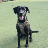 Entry image for Jake 