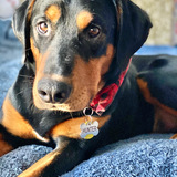 Entry image for Hunter 