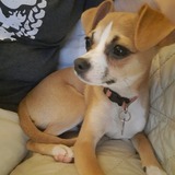 Entry image for Rose