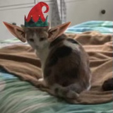 Entry image for Elsy / Elfy