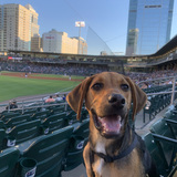 Entry image for Chester