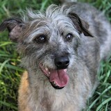 Entry image for Oscar