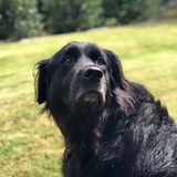 Entry image for Bear