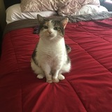 Entry image for Cali